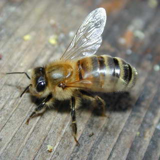 1-bee.jpg