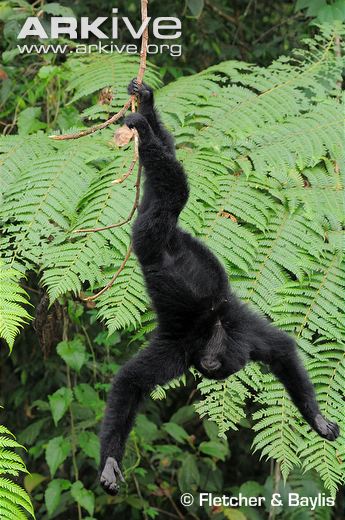 Young-female-siamang-hanging-from-feet.jpg