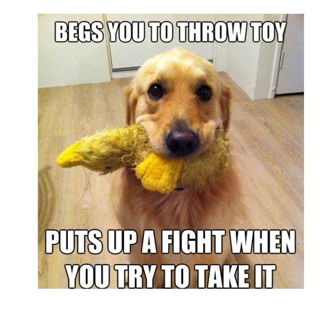 cute-funny-dog-meme-45.jpg