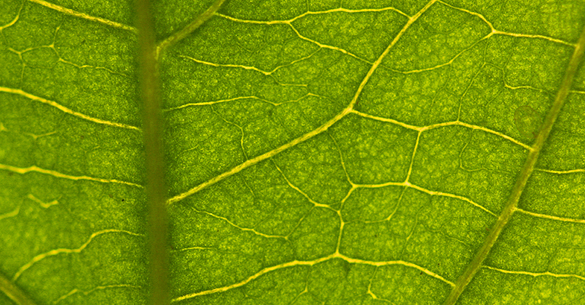 leaf-veins.jpg