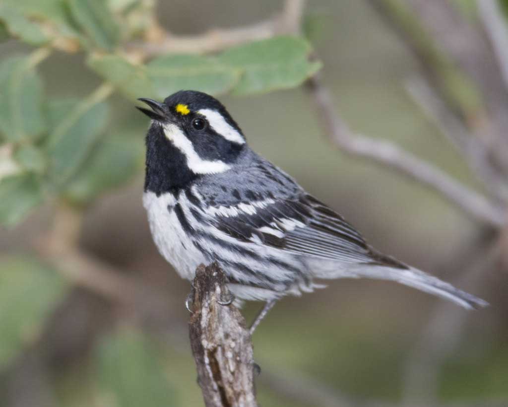 Black-throated_Gray_Warbler_l07-50-016_l_1.jpg