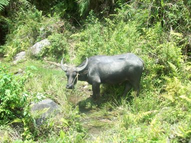 5-12-10-A-carabao-or-water-buffalo-plows-the-rice-fields.jpg