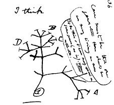 darwin-evolution-sketch.jpg