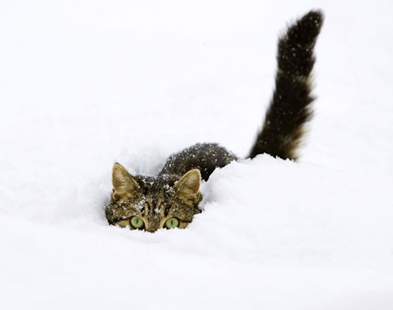 cats_and_snow_-4.jpg