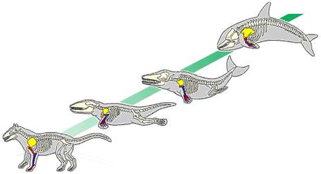 whaleancestors3.gif