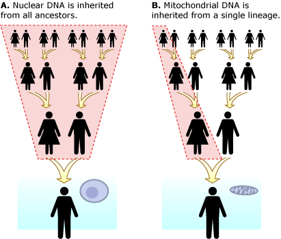 mitochondrialdna2.gif