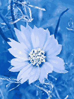 fleurs_bleue.gif_480_480_0_64000_0_1_0.gif