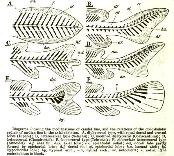 20120520-anatomy%20FishFormsLankester.jpg