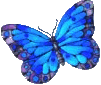 dark-blue-butterfly.png