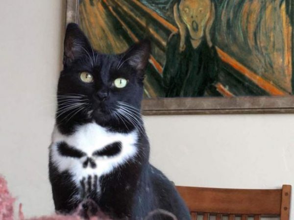 The-Punisher-Cat-Purrisher-Funny-Meme-Photoshop-4-600x449.jpg