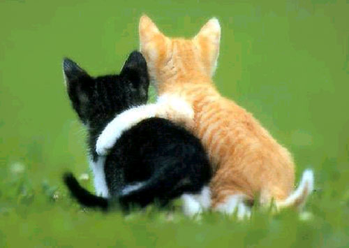 friends-cats-large.jpg