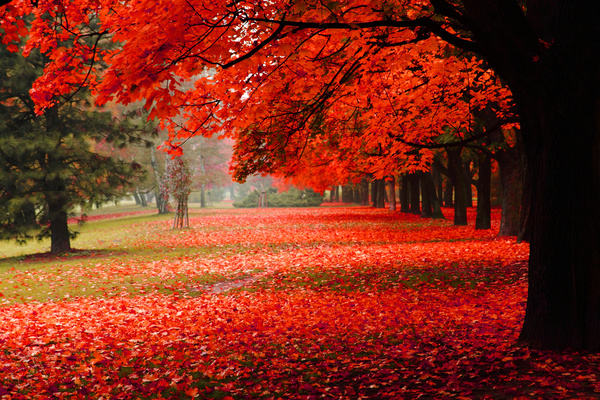 Autumn-covered-with-red-maple-leaves-on-the-ground.jpg