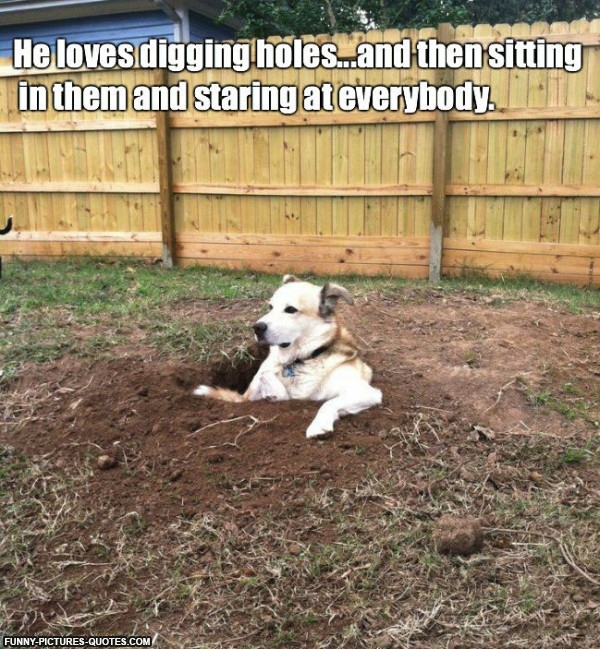 funny-pictures-sitting-in-holes-dog-600x649.jpg