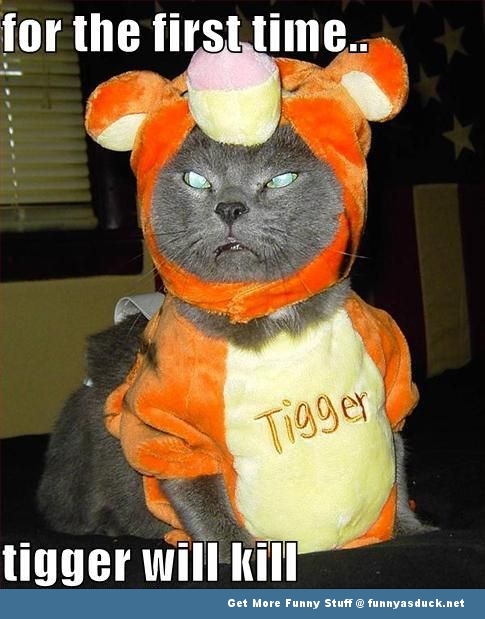 funny-cats-captions-tigger.jpg