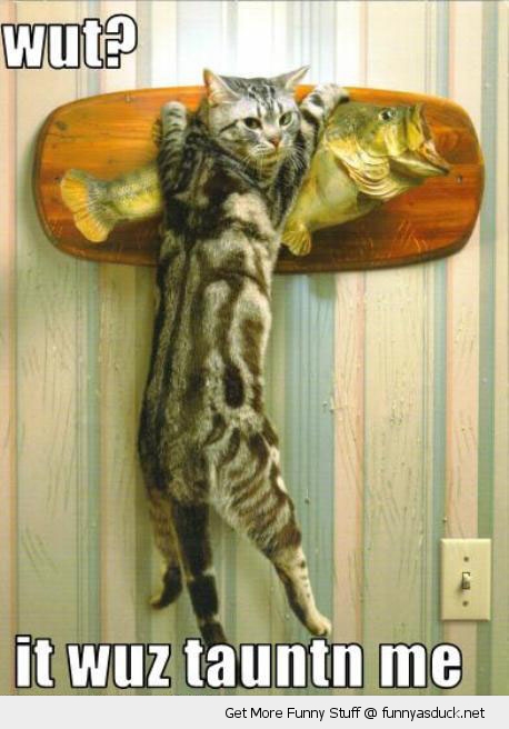 funny-hanging-from-fish-on-wall-cat-taunted-me-pics.jpg