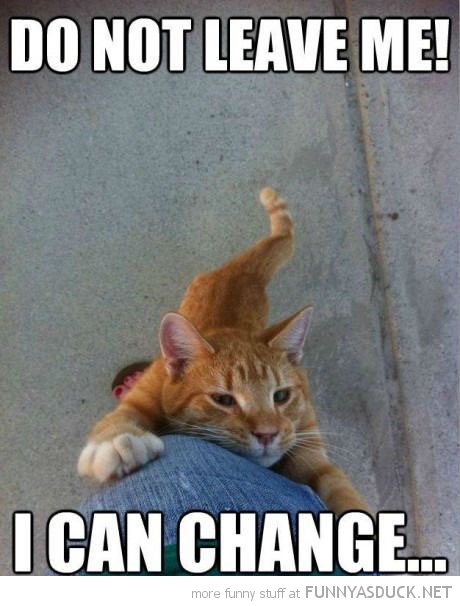 funny-cat-holding-leg-dont-leave-me-can-change-pics.jpg