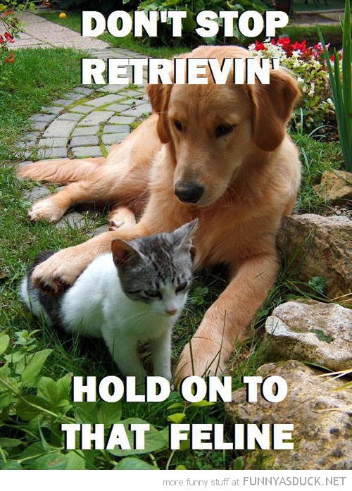 funny-dog-hugging-cat-dont-stop-retrievin-hold-on-feline-pics.jpg