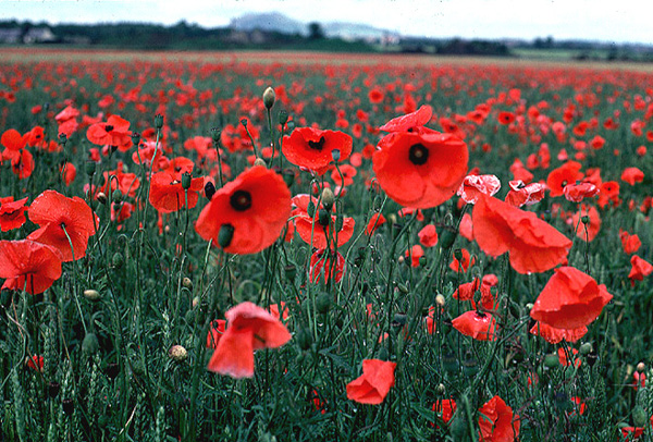 poppy-flowers-vivid-red-in-field-at-Musselburgh-Scotland-1-OGS.jpg