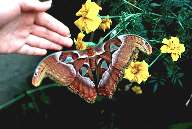 butterfly-huge-on-yellow-flowers-hand-for-scale-OGS.jpg