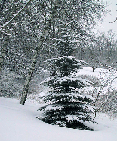 US-NH-winter-scene-pine-tree-in-early-February-snow-1-JP.jpg