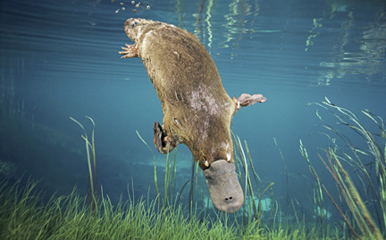 large-Duck-billed-Platypus-photo.jpg