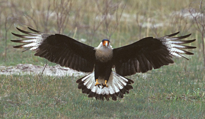 Crested-Caracara-F4.jpg