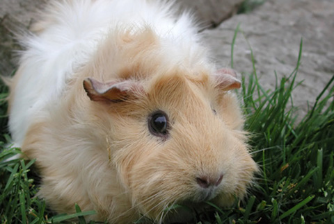 abyssinian-cavy.jpg