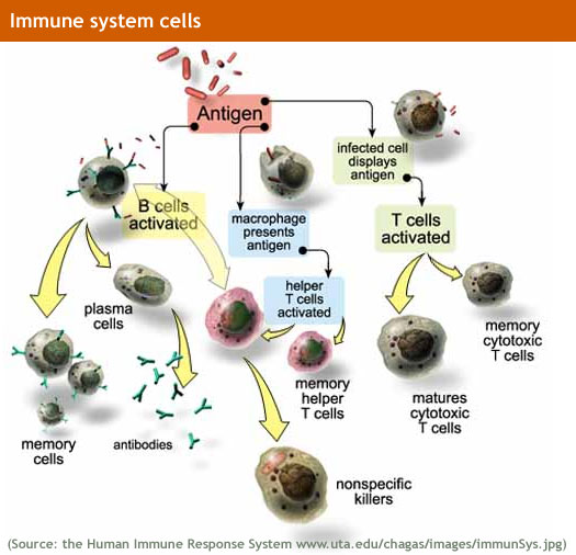 Immune_system_lg.jpg