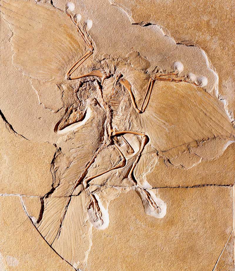 archaeopteryx-feather-fossil.jpg