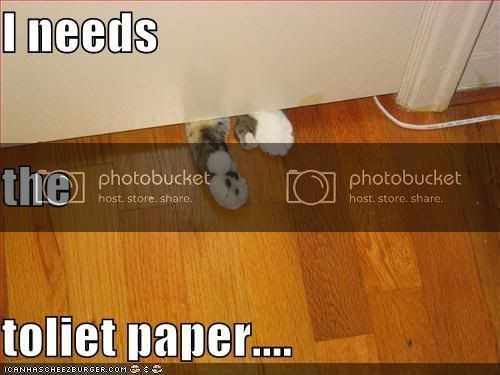 funny-pictures-cat-needs-toilet-pap.jpg
