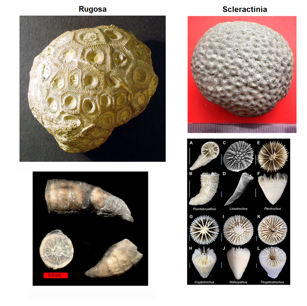 Coral%20comparison_zpsgbngbiuh.png