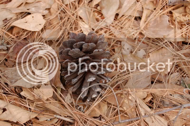 theLonesomePinecone.jpg