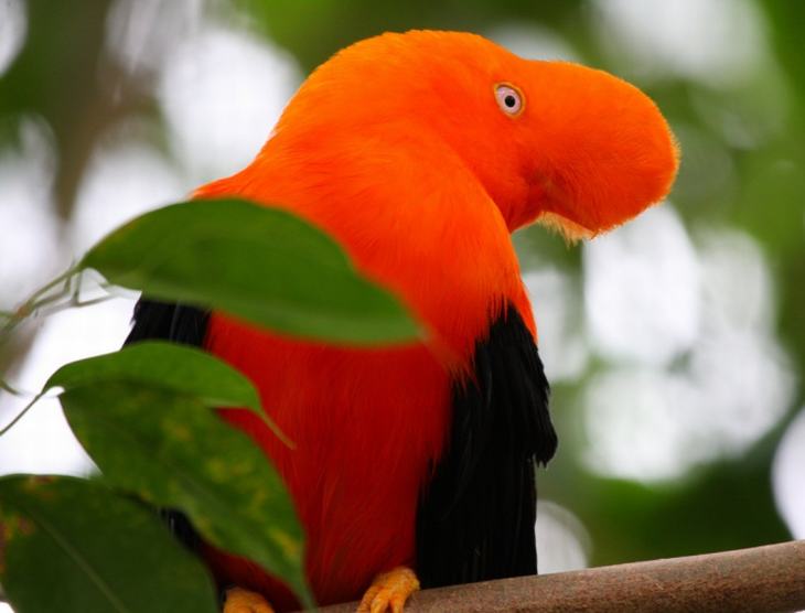 Andean%20Cock-of-the-Rock_zpsg7uavtm0.jpg