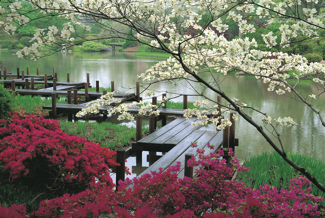 japanese-garden_zpsyhkpjeoa.jpg