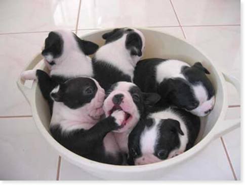 bucketpuppies.jpg