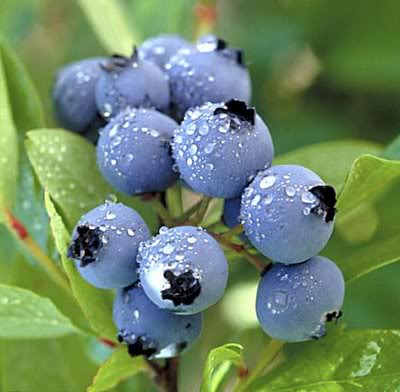 blueberriesYUM.jpg