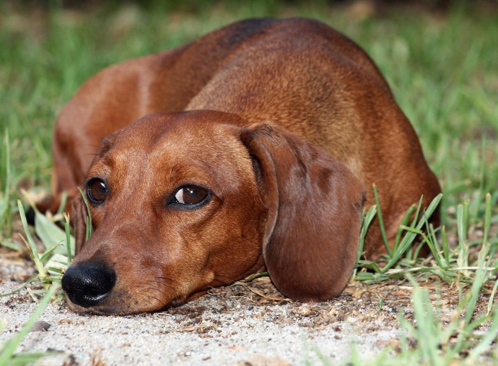 Empathetically%20-%20Miniature%20dachshund_zpsbixqdcfn.jpg