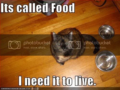 funny-pictures-cat-empty-food-bowls.jpg