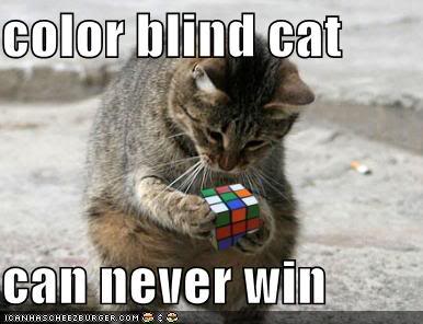 funny-pictures-color-blind-cat-rubi.jpg
