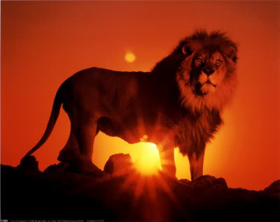 1180Lion-at-Sunset-Posters-1.jpg