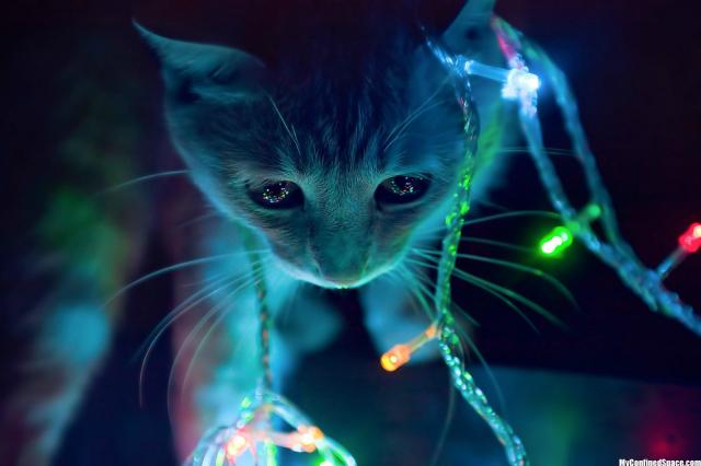 Magical_Christmas-cat_zps9cf2ffeb.jpg