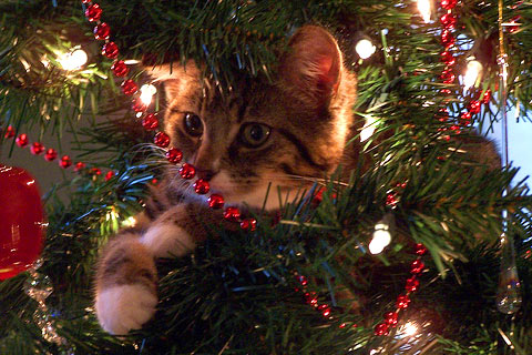cat-christmas-advent-picture_23_zps4c8a2057.jpg