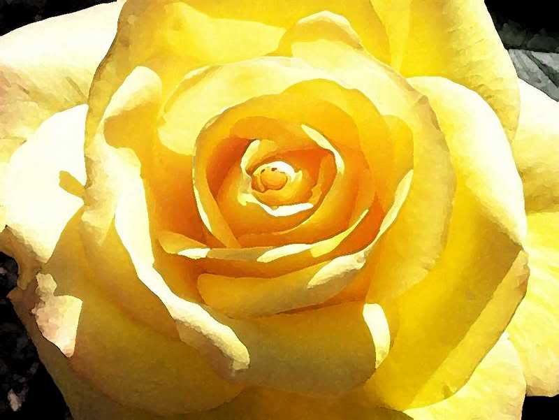 yellow-sun-touched-beauty-1024x768-.jpg