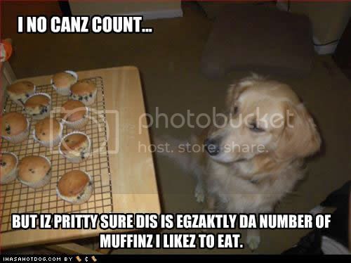 funny-dog-pictures-count-muffinz.jpg