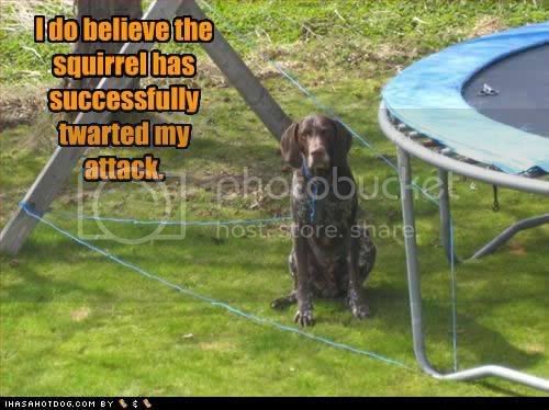 funny-dog-pictures-squirrel-twarted.jpg