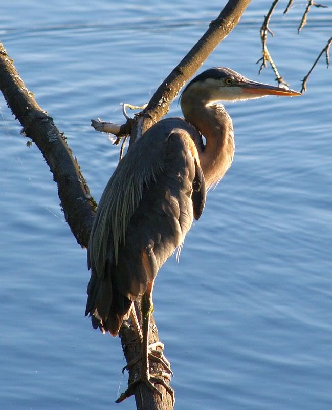 Heron001.jpg