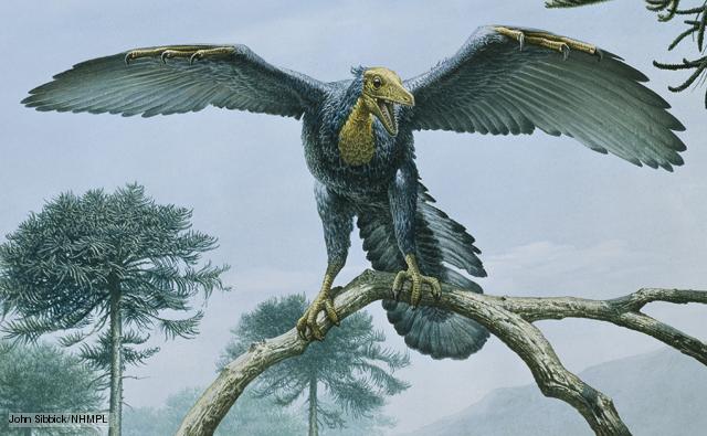 archaeopteryx_1.jpg