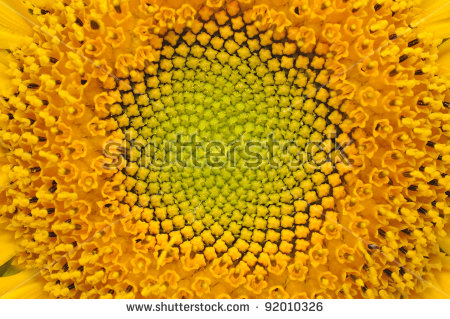 stock-photo-middle-of-sunflower-close-up-92010326.jpg