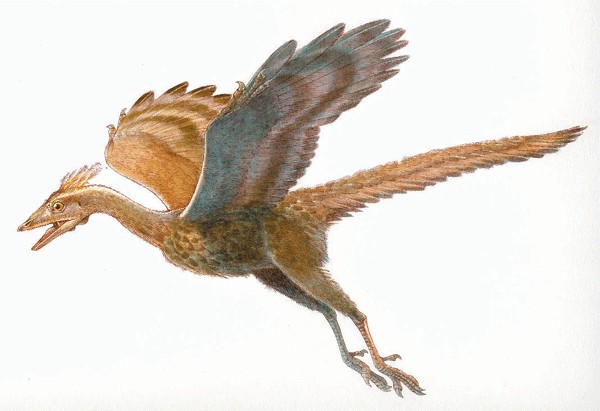 Archaeopteryx_3d56.jpg