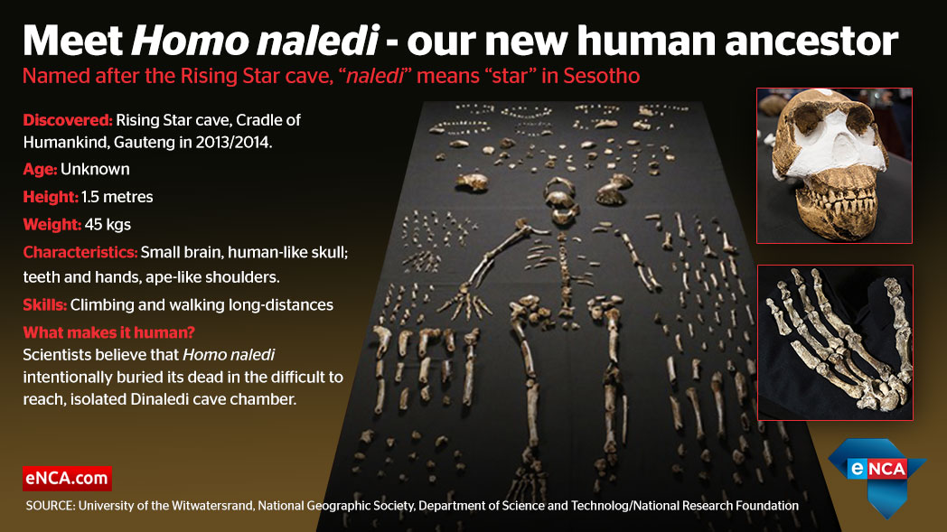 web_infographic_homonaledi.jpg